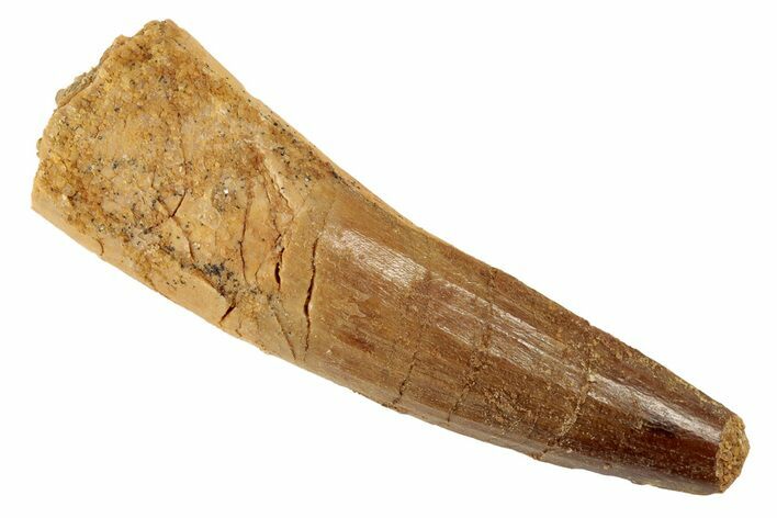 Spinosaurus Tooth - Real Dinosaur Tooth #192113